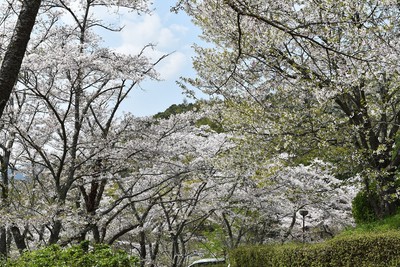 大津山公園の桜 熊本県 の情報 ウォーカープラス