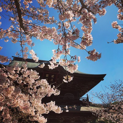 建長寺の桜 神奈川県 の情報 ウォーカープラス