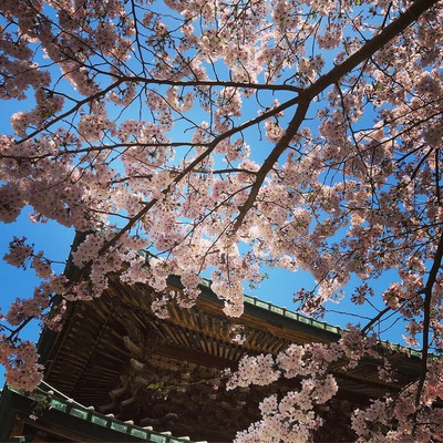 建長寺の桜 神奈川県 の情報 ウォーカープラス