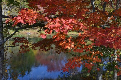 茶臼山高原の紅葉 愛知県 の情報 ウォーカープラス