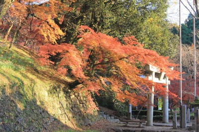 秋月城跡周辺の紅葉 福岡県 の情報 ウォーカープラス