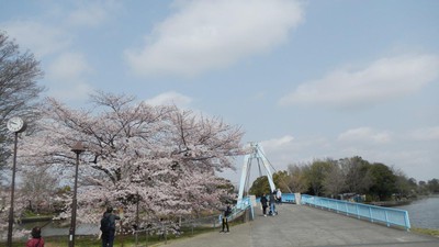 水元公園の桜 東京都 の情報 ウォーカープラス