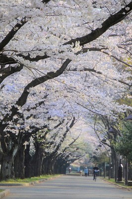都立光が丘公園の桜 東京都 の情報 ウォーカープラス