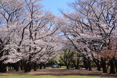 都立光が丘公園の桜 東京都 の情報 ウォーカープラス