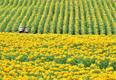 ひまわりまつり 広島県 の情報 ウォーカープラス