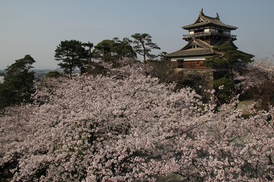 丸岡城 霞ヶ城公園 の桜 福井県 の情報 ウォーカープラス