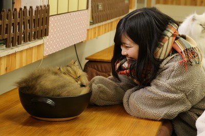 冬だ ぬくぬく こたつネコ 展示 栃木県 の情報 ウォーカープラス
