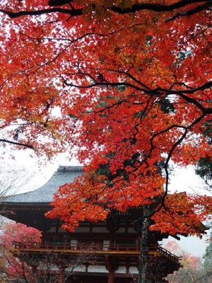 室生寺の紅葉 奈良県 の情報 ウォーカープラス