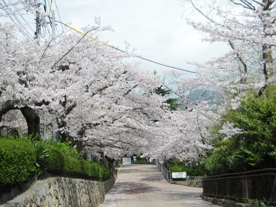 神戸市立王子動物園の桜 兵庫県 の情報 ウォーカープラス