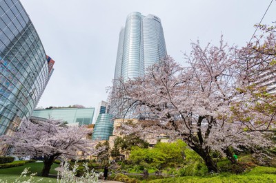 六本木ヒルズ 毛利庭園 六本木さくら坂の桜 東京都 の情報 ウォーカープラス