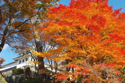 郡上八幡城の紅葉 岐阜県 の情報 ウォーカープラス