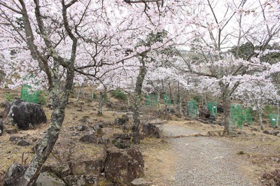 立雲峡の桜 兵庫県 の情報 ウォーカープラス