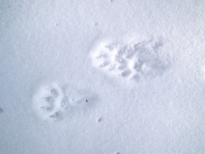 歩くスキーでアニマルトラッキング 島根県 の情報 ウォーカープラス