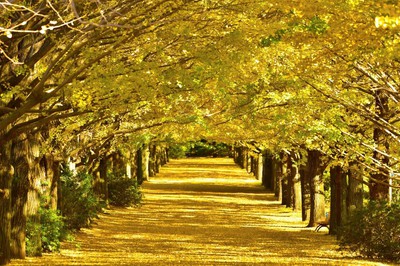 国営昭和記念公園の紅葉 東京都 の情報 ウォーカープラス