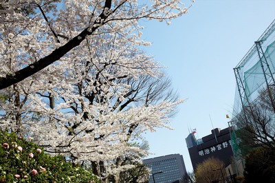 明治神宮外苑の桜 東京都 の情報 ウォーカープラス