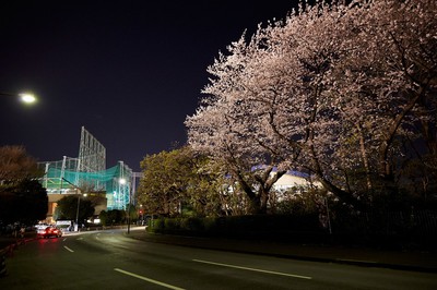 明治神宮外苑の桜 東京都 の情報 ウォーカープラス