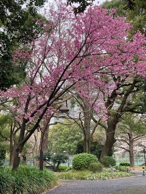 日比谷公園の桜 東京都 の情報 ウォーカープラス