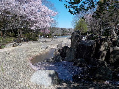 県立三ツ池公園の桜 神奈川県 の情報 ウォーカープラス