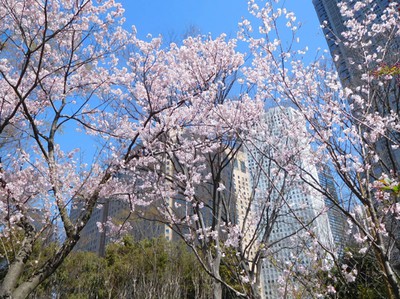 新宿中央公園の桜 東京都 の情報 ウォーカープラス