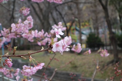 新宿中央公園の桜 東京都 の情報 ウォーカープラス