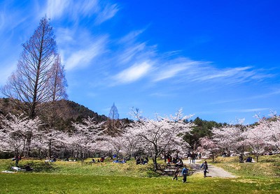 年の営業終了 世羅 甲山ふれあいの里の桜 広島県 の情報 ウォーカープラス