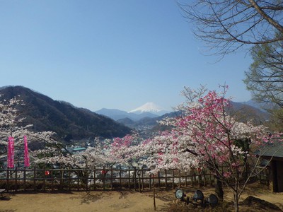 岩殿山丸山公園の桜 山梨県 の情報 ウォーカープラス