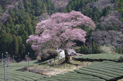 家山の桜 静岡県 の情報 ウォーカープラス