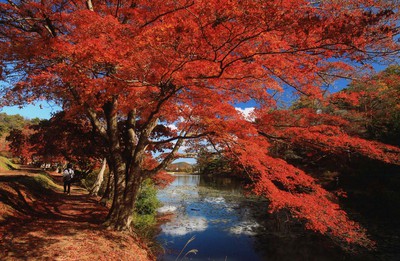 花と歴史の郷 蛇の鼻の紅葉 福島県 の情報 ウォーカープラス