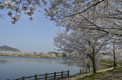 立岡自然公園の桜 熊本県 の情報 ウォーカープラス