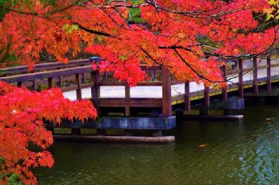 須賀川牡丹園の紅葉 福島県 の情報 ウォーカープラス