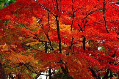 須賀川牡丹園の紅葉 福島県 の情報 ウォーカープラス