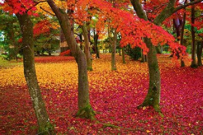 須賀川牡丹園の紅葉 福島県 の情報 ウォーカープラス