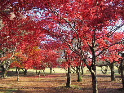 所沢航空記念公園の紅葉 埼玉県 の情報 ウォーカープラス