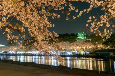 岡崎公園の桜 愛知県 の情報 ウォーカープラス