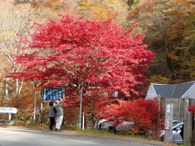 日塩もみじラインの紅葉 栃木県 の情報 ウォーカープラス