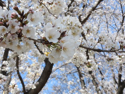 東武動物公園の桜 埼玉県 の情報 ウォーカープラス