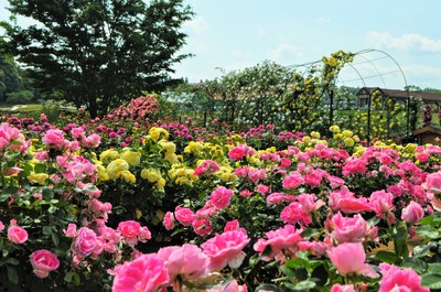 東京ドイツ村のチューリップ ポピー バラ 千葉県 の情報 ウォーカープラス