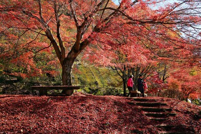 丹沢湖の紅葉 神奈川県 の情報 ウォーカープラス