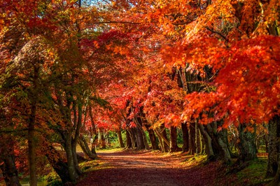 旧嵯峨御所 大本山大覚寺の紅葉 京都府 の情報 ウォーカープラス