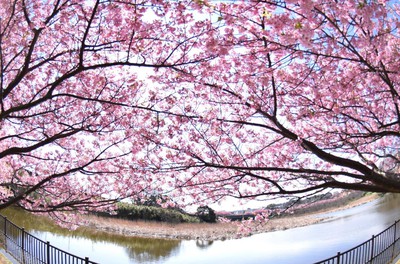 小松ヶ池公園の桜 神奈川県 の情報 ウォーカープラス