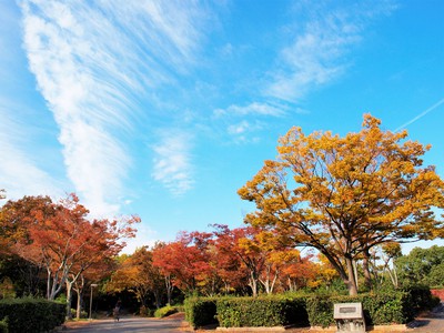 万博記念公園の紅葉 大阪府 の情報 ウォーカープラス