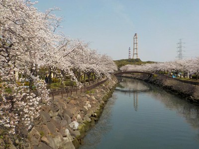 平和市民公園の桜 大分県 の情報 ウォーカープラス