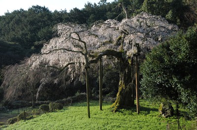 長興山紹太寺のしだれ桜 神奈川県 の情報 ウォーカープラス