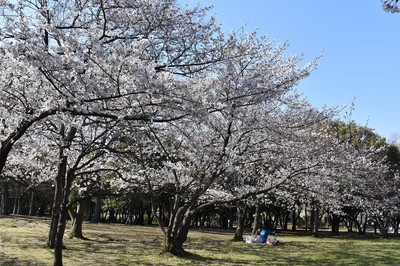 久宝寺緑地の桜 大阪府 の情報 ウォーカープラス