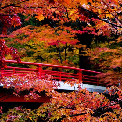 中野もみじ山の紅葉 青森県 の情報 ウォーカープラス