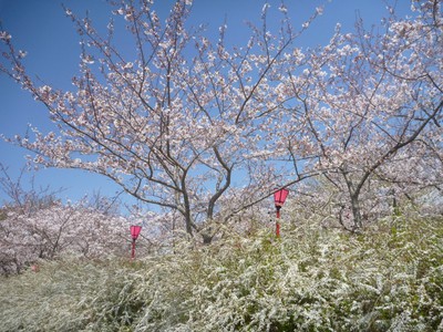 平草原公園の桜 和歌山県 の情報 ウォーカープラス