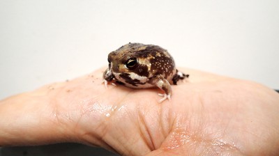 サンシャイン水族館 ケロレンジャー煌 きらめき 東京都 の情報 ウォーカープラス