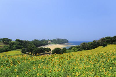 長崎鼻ひまわりフェスタ19 大分県 の情報 ウォーカープラス