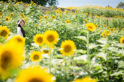 長崎鼻ひまわりフェスタ19 大分県 の情報 ウォーカープラス