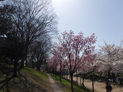 天保山公園の桜 大阪府 の情報 ウォーカープラス